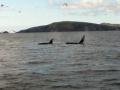 Two orca off Dunmore Head